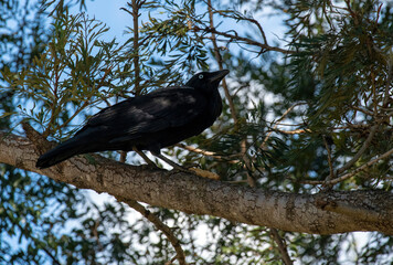 Australian raven (Corvus coronoides)