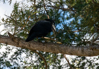 Australian raven (Corvus coronoides)