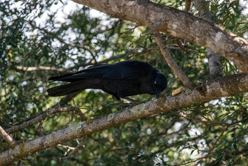 Australian raven (Corvus coronoides)
