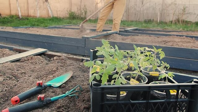 tomato seedlings in upcycled plastic containers and garden tools on the ground bed on foreground. farmer man prepare soil for planting