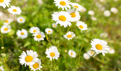 Chamomile flower field. Camomile in the nature. Field of camomiles at sunny day at nature