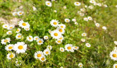 Chamomile flower field. Camomile in the nature. Field of camomiles at sunny day at nature