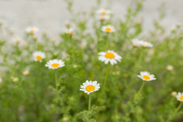 Chamomile flower field. Camomile in the nature. Field of camomiles at sunny day at nature