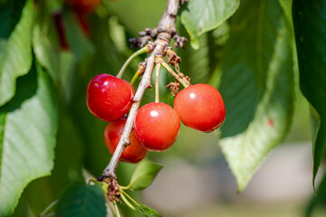 The cherry fruit is just emerging on the tree. Cherries to be picked fresh from the branch from the cherry orchard.