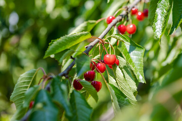 The cherry fruit is just emerging on the tree. Cherries to be picked fresh from the branch from the cherry orchard.