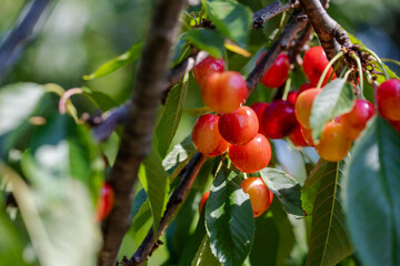 The cherry fruit is just emerging on the tree. Cherries to be picked fresh from the branch from the cherry orchard.