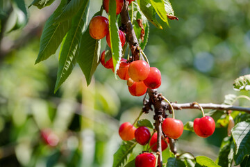 Obraz premium The cherry fruit is just emerging on the tree. Cherries to be picked fresh from the branch from the cherry orchard.