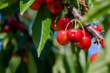 Fototapeta premium The cherry fruit is just emerging on the tree. Cherries to be picked fresh from the branch from the cherry orchard.