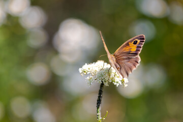 Fototapeta na wymiar a small orange butterfly that perches on flowers in summer
