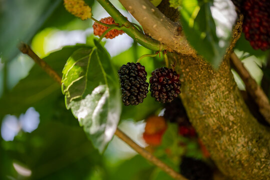Black mulberry, which bears fruit in summer, grows in Turkey and tastes great.