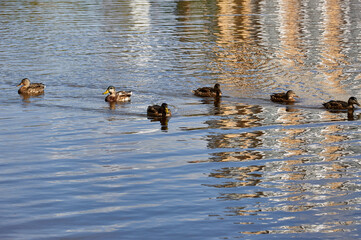 ducks in the water