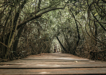 Wood trail into the mangrove forest on a sunny day in sian Kaan national park near tulum