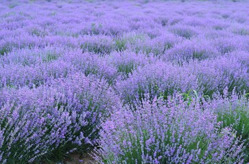 Lavender field on the sunset