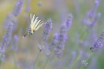 Butterfly on the lavender