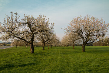 Fototapeta na wymiar Kirschbäume blühen Frühjahr