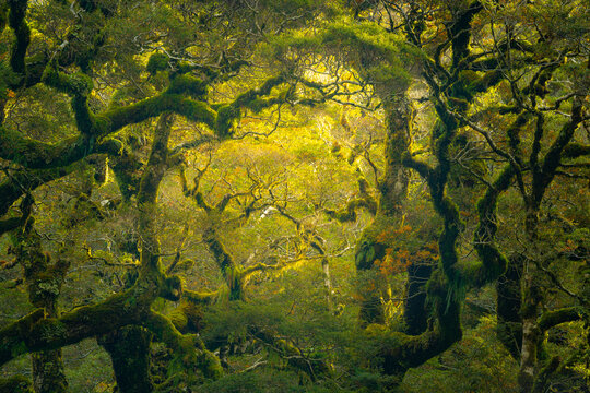 The intertwining of branches and warm light passing through near Milford Sound in New Zealand.