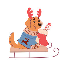 The dog sits on a sleigh and holds a Christmas sock with gifts. Cute puppy in a Christmas sweater and deer horns. Vector print with funny labrador in flat style isolated on white background.