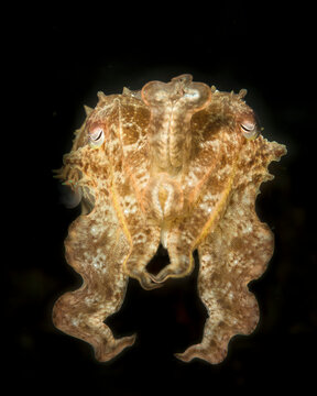 A reef cuttlefish raises its arms as it swims in Indonesia.