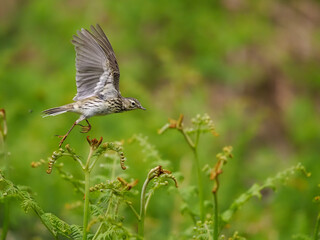 Meadow pipit, Anthus pratensis,