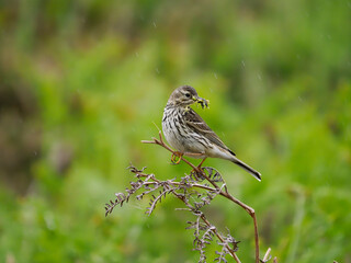 Meadow pipit, Anthus pratensis,
