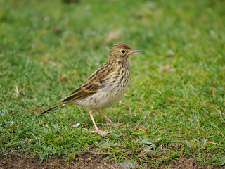 Meadow pipit, Anthus pratensis,