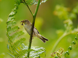 Willow warbler, Phylloscopus trochilus,