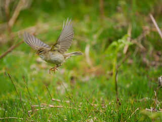 Willow warbler, Phylloscopus trochilus,