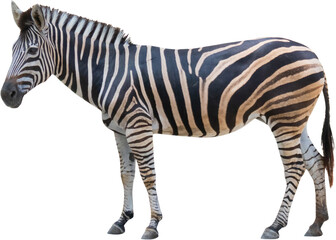 zebra standing isolated - obrazy, fototapety, plakaty