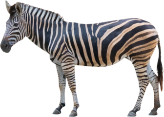 zebra standing isolated