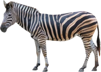 Abwaschbare Fototapete Zebra Zebra steht isoliert