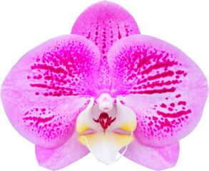 Beautiful phalaenopsis orchid flower isolated