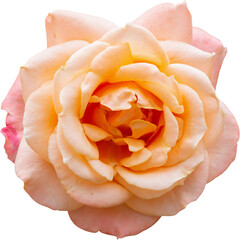 Beautiful rose flower isolated