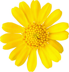 Fototapeta beautiful yellow daisy flower isolated obraz