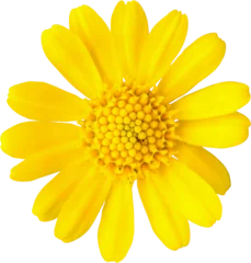 Fotobehang beautiful yellow daisy flower isolated © Piman Khrutmuang