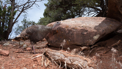 A wild turkey hen leads her young chicks along a trail past a large sandstone boulder in Southern Utah.