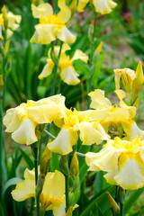 Naklejka na ściany i meble Yellow large iris flowers in the garden close up