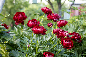 Paeonia Buckeye Belle flowers in garden. Paeonia lactiflora Chinese peony or common garden peony © Olga Seyfutdinova 
