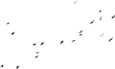 Flock of birds flying isolated