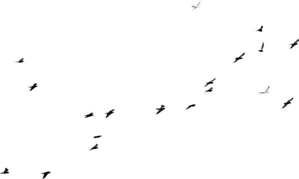 Flock of birds flying isolated