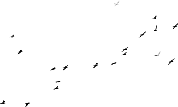 Flock of birds flying isolated