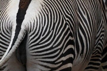 Fototapeta na wymiar zebra closed up