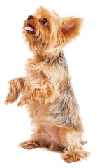 Attentive Yorkshire Terrier Puppy Begging   © adogslifephoto