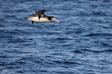 Short-tailed albatross (Diomedea albatrus) in Japan