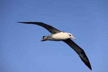 Fototapeta na wymiar Laysan albatross (Diomedea immutabilis) in Japan