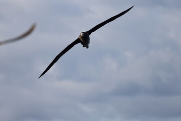 Black-footed albatross (Diomedea nigripes) in Japan