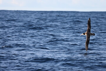 Short-tailed albatross (Diomedea albatrus) in Japan