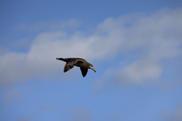 Black-footed albatross (Diomedea nigripes) in Japan