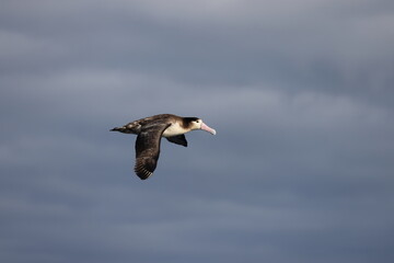 Short-tailed albatross (Diomedea albatrus) in Japan