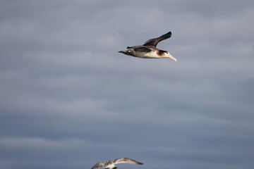 Short-tailed albatross (Diomedea albatrus) in Japan