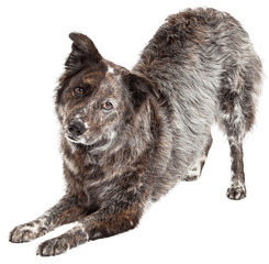 Australian Shepherd Mix Breed Dog Bowing